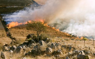 Non solo l’Amazzonia, è l’Africa che brucia maggiormente